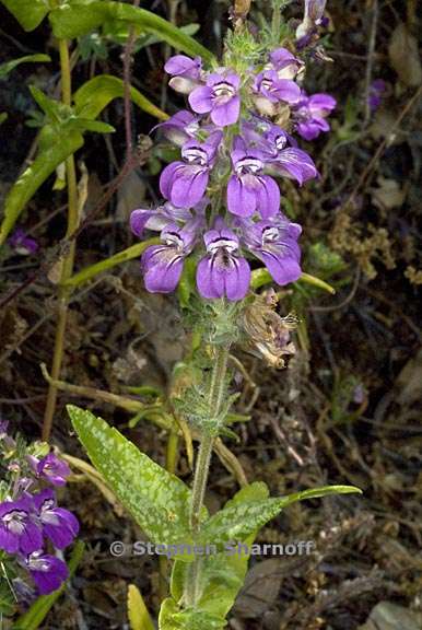 collinsia tinctoria 2 graphic